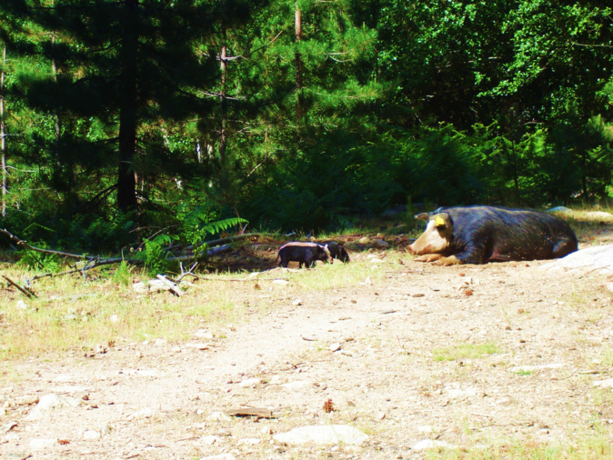 La famille cochons La famille cochons