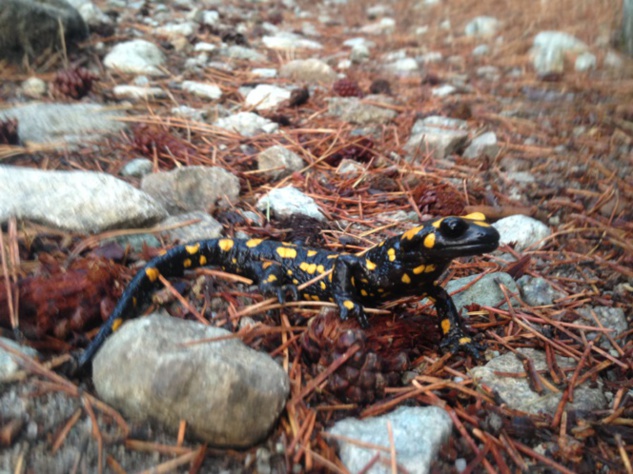 L'automne est bien là L'automne est bien là